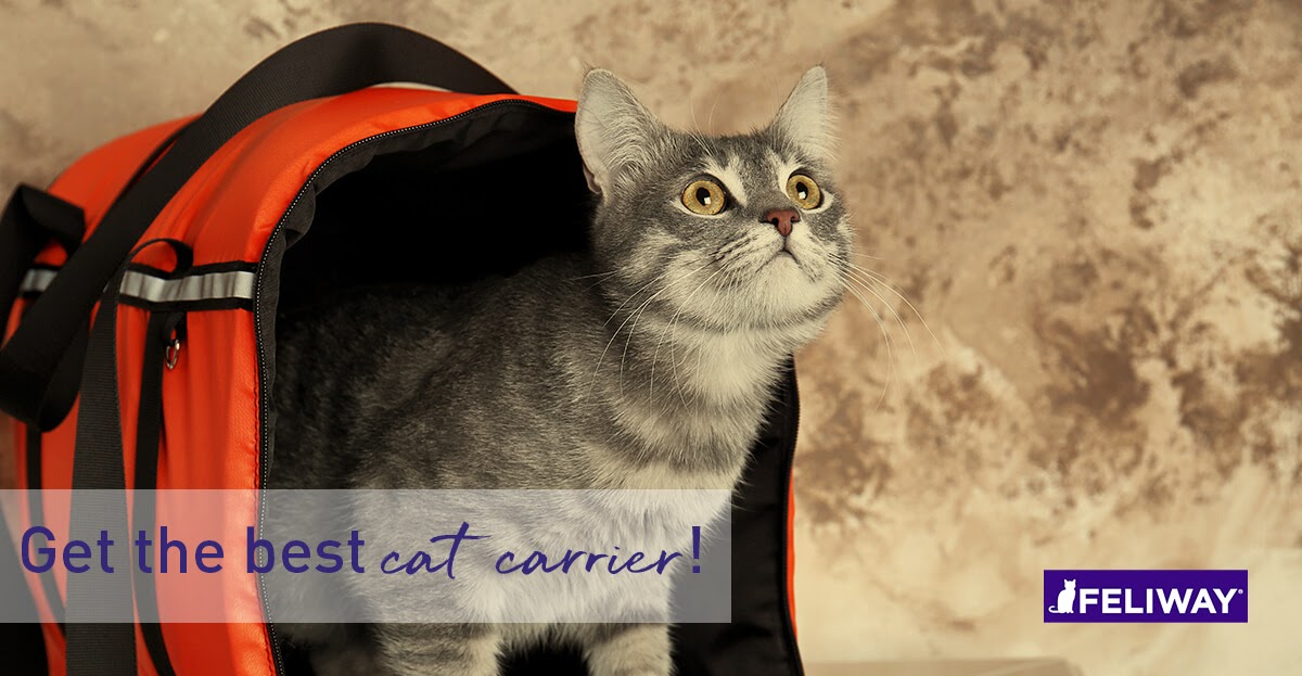 What Is The Best Cat Carrier For Travelling With My Kitty?